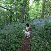 dog walking guildford, surrey