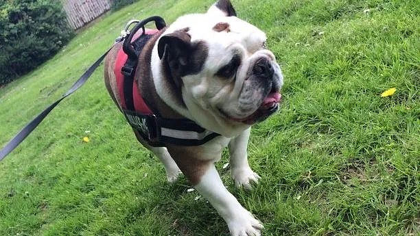 dog walking guildford, surrey dog walker