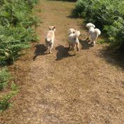 dog walking guildford, surrey