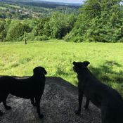 dog walking guildford, surrey