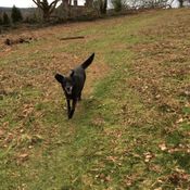 dog walking guildford, surrey