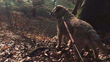 dog walking guildford, surrey dog walker