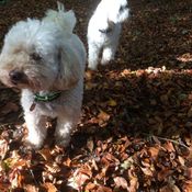 dog walking guildford, surrey