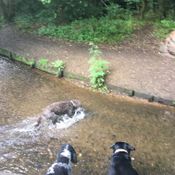 dog walking guildford, surrey