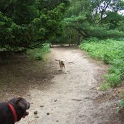 dog walking guildford, surrey