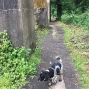 dog walking guildford, surrey