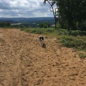 dog walking guildford, surrey