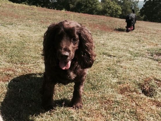 dog walking guildford, surrey dog walker