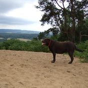 dog walking guildford, surrey