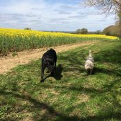 dog walking guildford, surrey