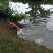 dog walking guildford, surrey