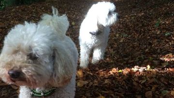 dog walking guildford, surrey dog walker